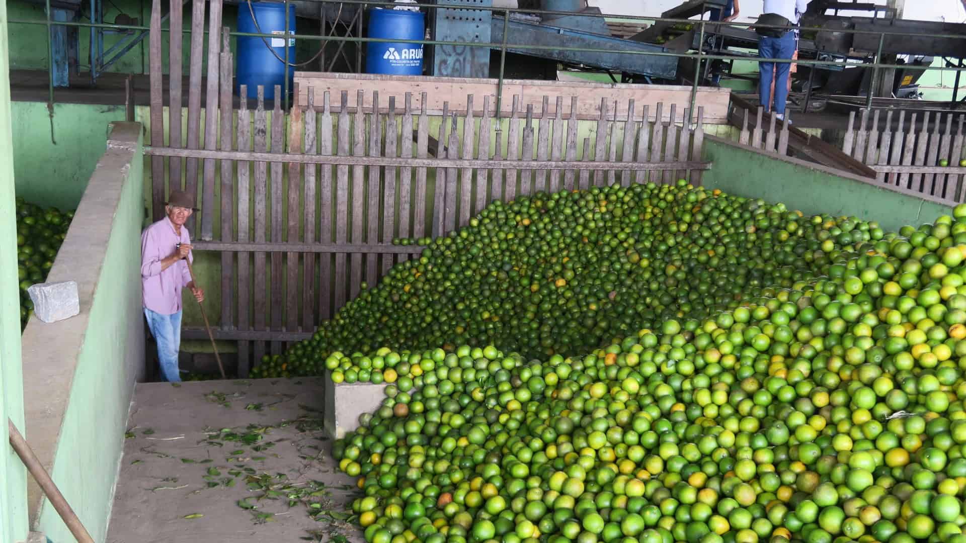 8_Limo_Orangenanlage